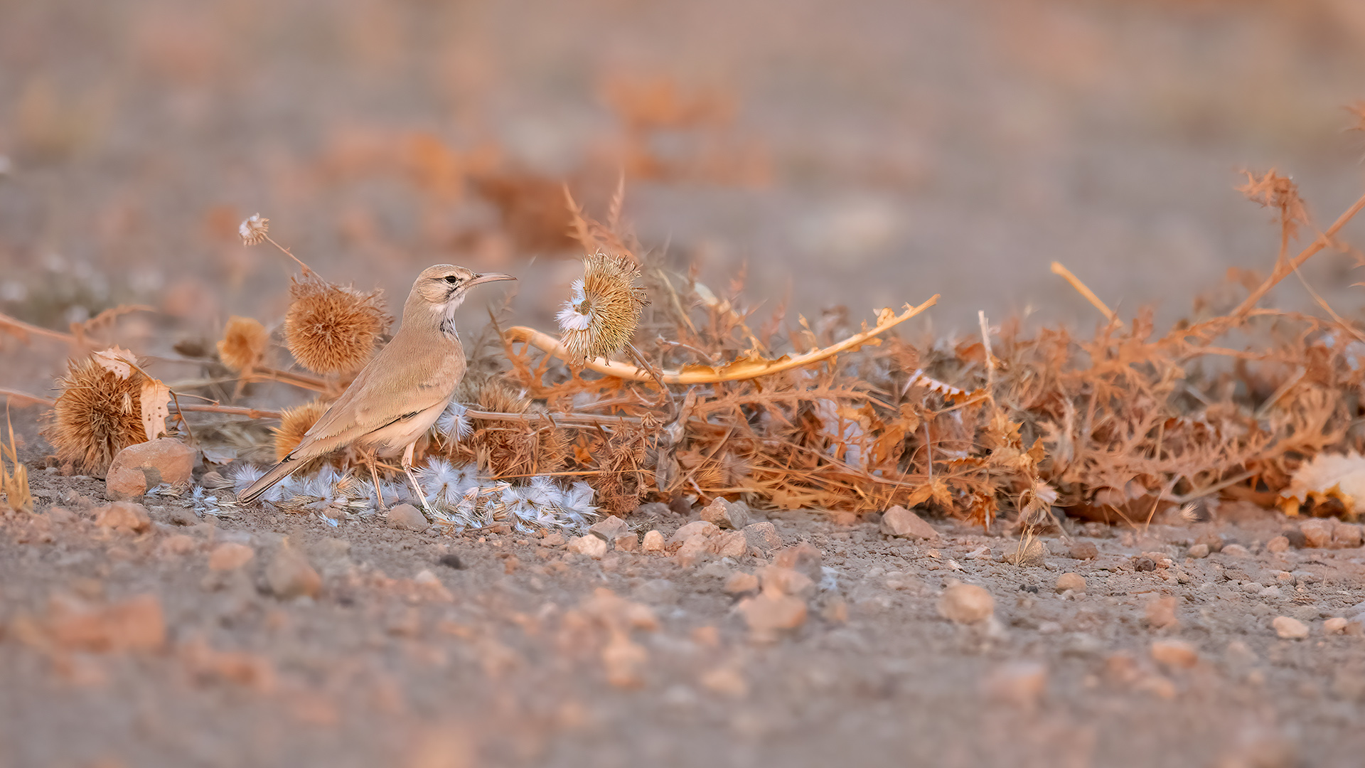 Greater Hoopoe-Lark — Ana fotoğraf